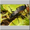 Anoplius viaticus - Wegwespe m001h 8mm - Sandgrube Niedringhaussee-det.jpg